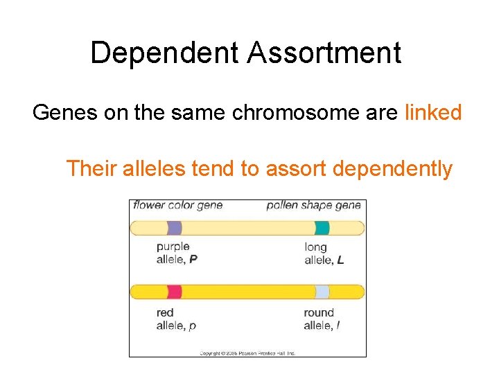 Dependent Assortment Genes on the same chromosome are linked Their alleles tend to assort