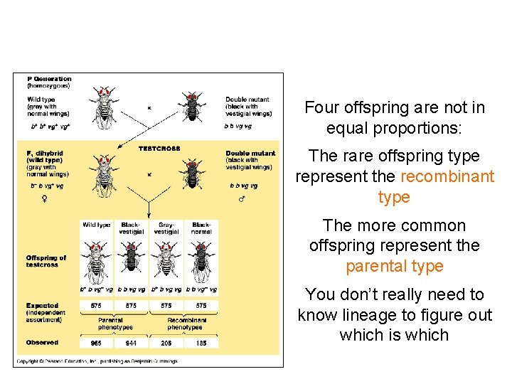 Four offspring are not in equal proportions: The rare offspring type represent the recombinant