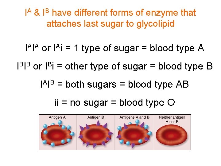 IA & IB have different forms of enzyme that attaches last sugar to glycolipid