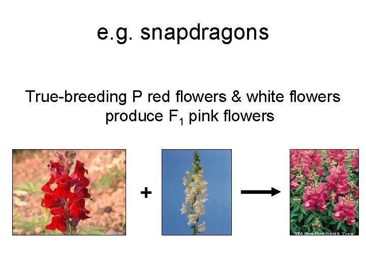 e. g. snapdragons True-breeding P red flowers & white flowers produce F 1 pink