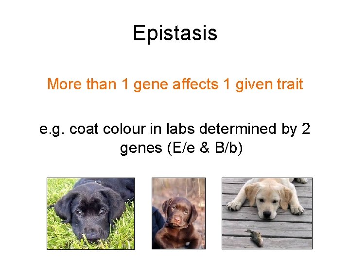 Epistasis More than 1 gene affects 1 given trait e. g. coat colour in