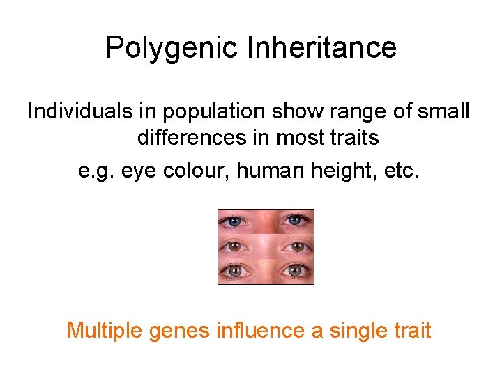 Polygenic Inheritance Individuals in population show range of small differences in most traits e.
