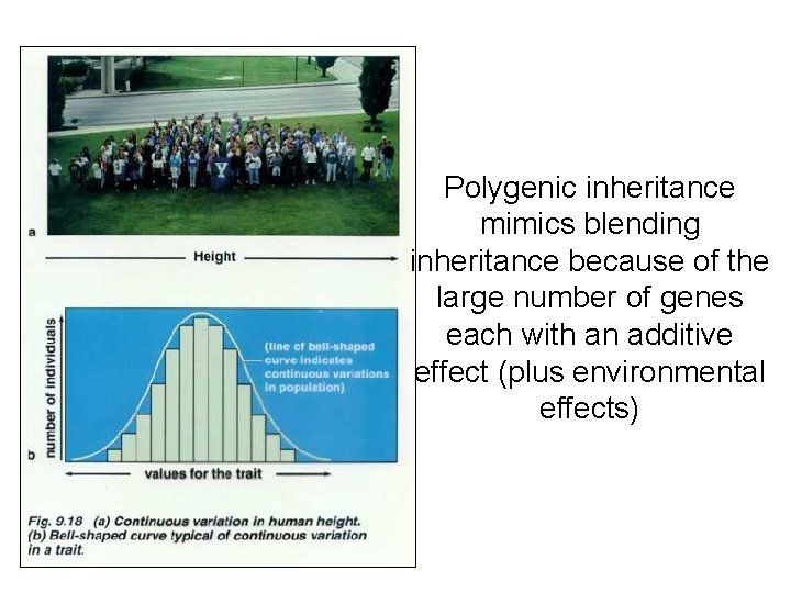 Polygenic inheritance mimics blending inheritance because of the large number of genes each with