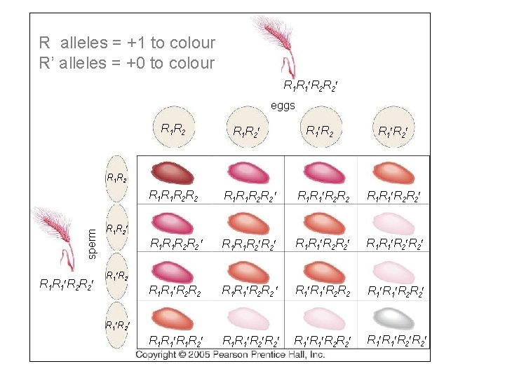 R alleles = +1 to colour R’ alleles = +0 to colour R 1