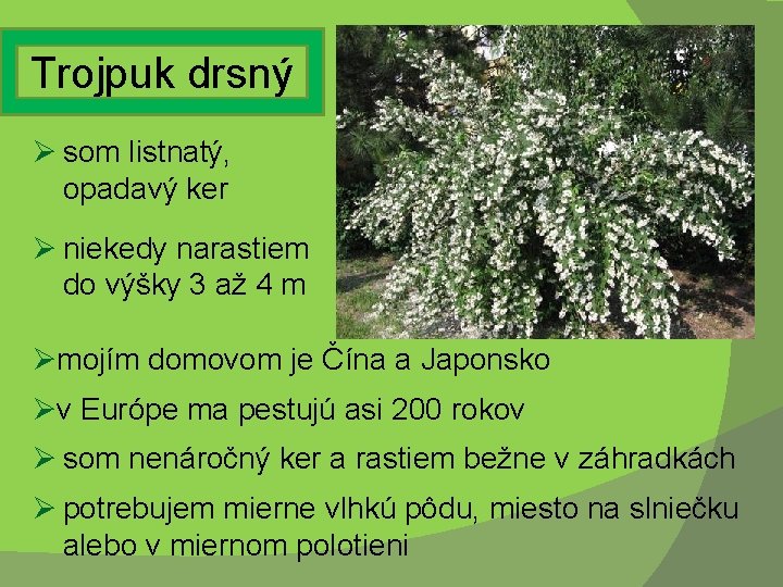 Trojpuk drsný Ø som listnatý, opadavý ker Ø niekedy narastiem do výšky 3 až