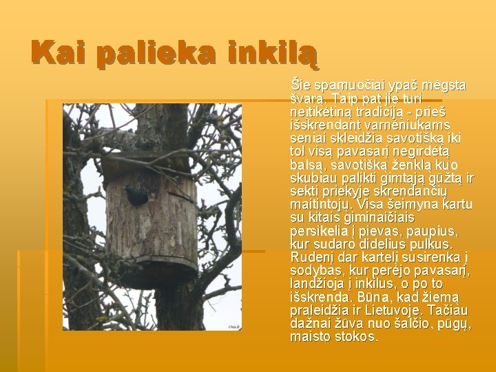 Kai palieka inkilą Šie sparnuočiai ypač mėgsta švarą. Taip pat jie turi neįtikėtiną tradiciją