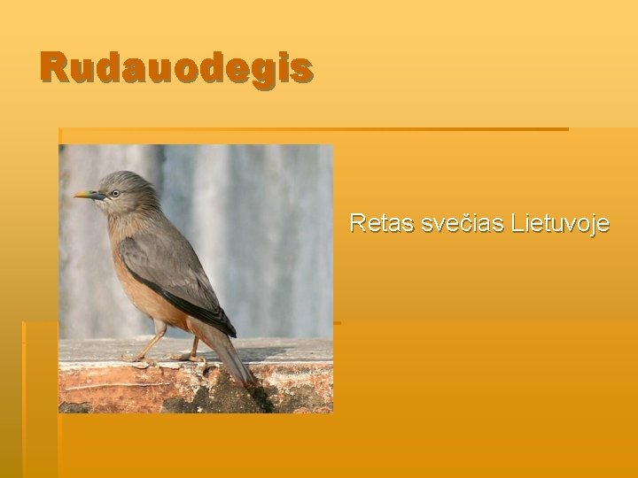 Rudauodegis Retas svečias Lietuvoje Rudauodegis Retas svečias Lietuvoje