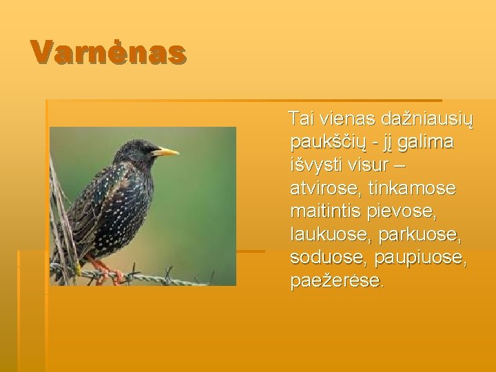 Varnėnas Tai vienas dažniausių paukščių - jį galima išvysti visur – atvirose, tinkamose maitintis