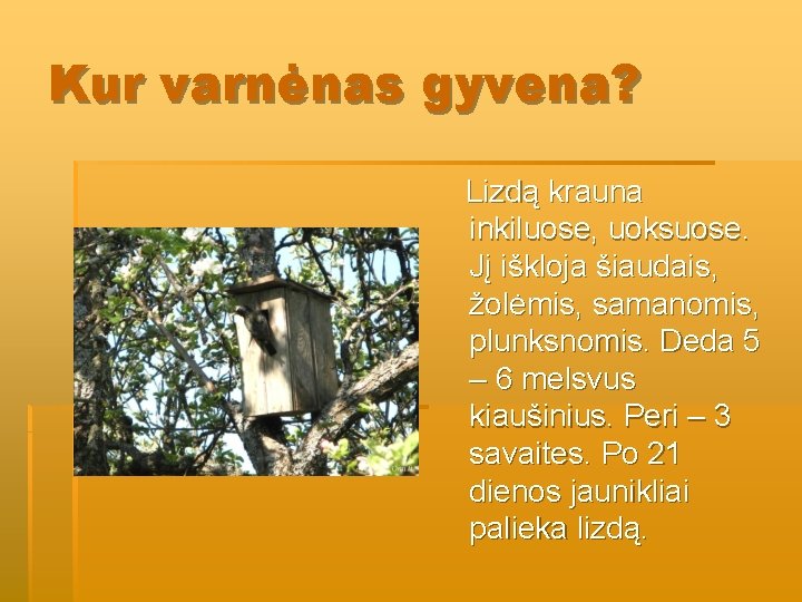 Kur varnėnas gyvena? Lizdą krauna inkiluose, uoksuose. Jį iškloja šiaudais, žolėmis, samanomis, plunksnomis. Deda Kur varnėnas gyvena? Lizdą krauna inkiluose, uoksuose. Jį iškloja šiaudais, žolėmis, samanomis, plunksnomis. Deda