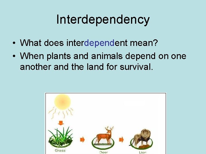 Interdependency • What does interdependent mean? • When plants and animals depend on one