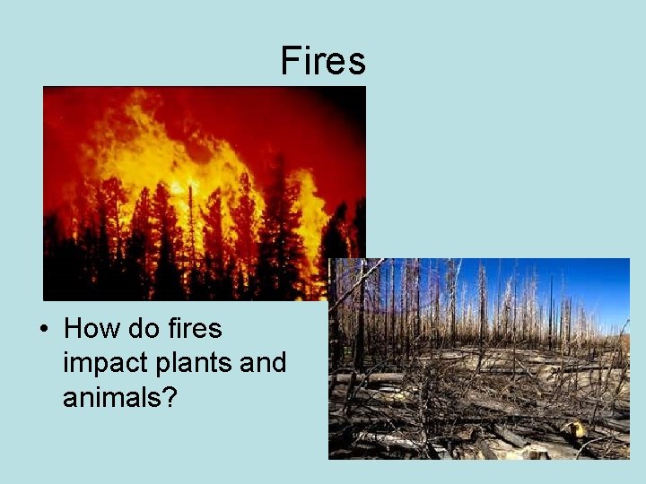Fires • How do fires impact plants and animals? 