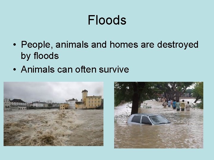 Floods • People, animals and homes are destroyed by floods • Animals can often