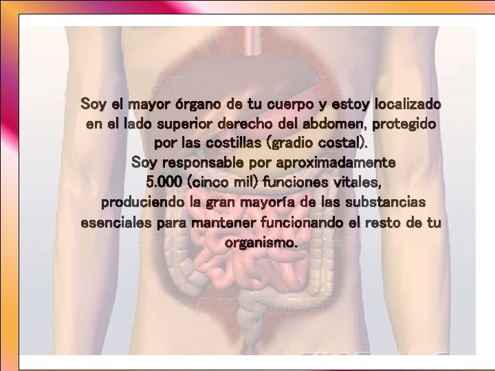 Soy el mayor órgano de tu cuerpo y estoy localizado en el lado superior Soy el mayor órgano de tu cuerpo y estoy localizado en el lado superior