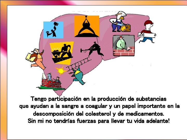 Tengo participación en la producción de substancias que ayudan a la sangre a coagular Tengo participación en la producción de substancias que ayudan a la sangre a coagular