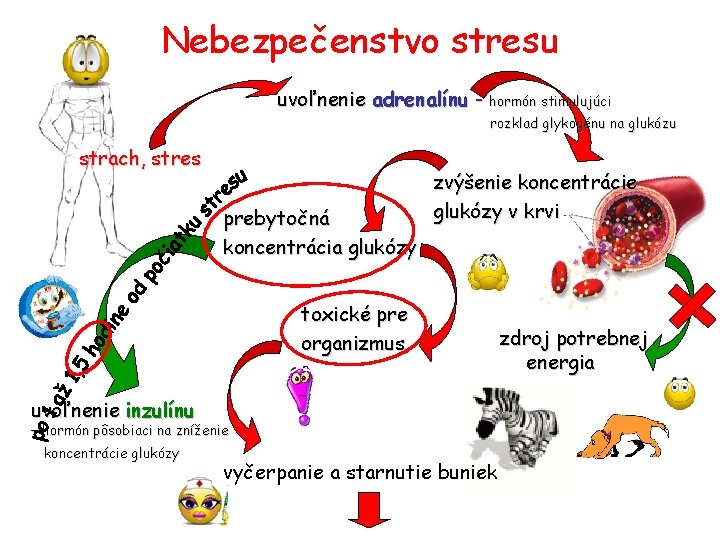Nebezpečenstvo stresu uvoľnenie adrenalínu - hormón stimulujúci rozklad glykogénu na glukózu strach, stres prebytočná