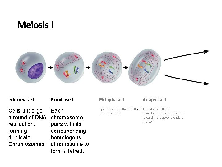 section-11-4-meiosis-answer-sheet-11-4-meiosis-cute766-mitosis-worksheet-answer-sheet