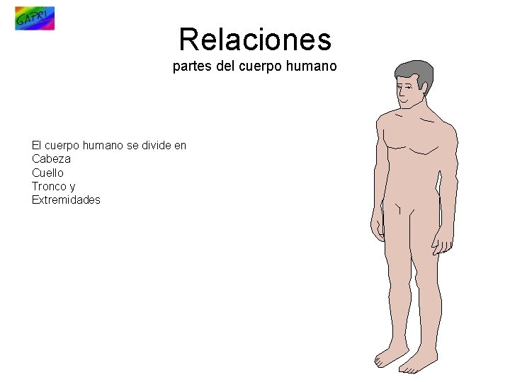 Relaciones partes del cuerpo humano El cuerpo humano se divide en Cabeza Cuello Tronco