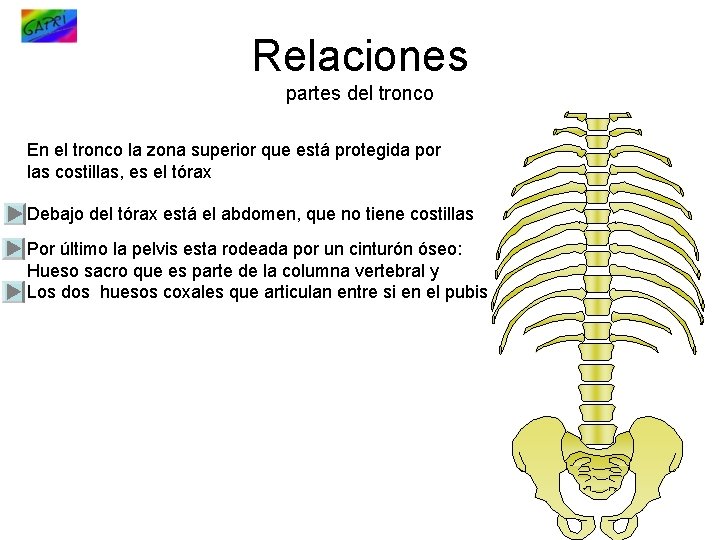 Relaciones partes del tronco En el tronco la zona superior que está protegida por