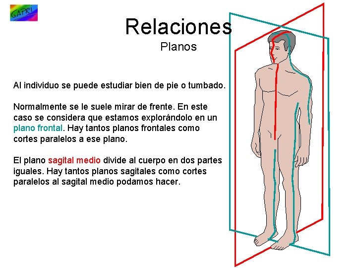 Relaciones Planos Al individuo se puede estudiar bien de pie o tumbado. Normalmente se