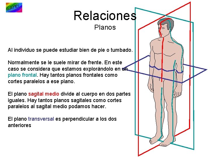 Relaciones Planos Al individuo se puede estudiar bien de pie o tumbado. Normalmente se