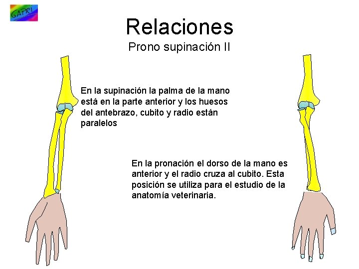 Relaciones Prono supinación II En la supinación la palma de la mano está en