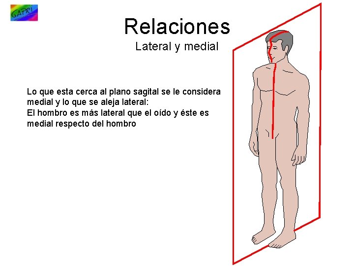 Relaciones Lateral y medial Lo que esta cerca al plano sagital se le considera