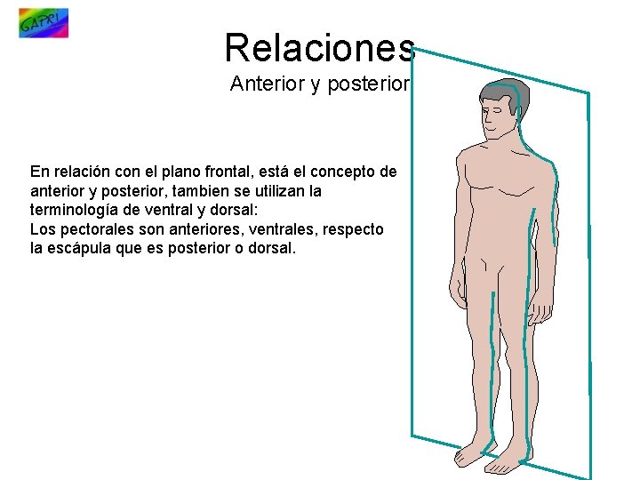 Relaciones Anterior y posterior En relación con el plano frontal, está el concepto de