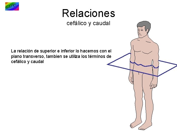 Relaciones cefálico y caudal La relación de superior e inferior lo hacemos con el