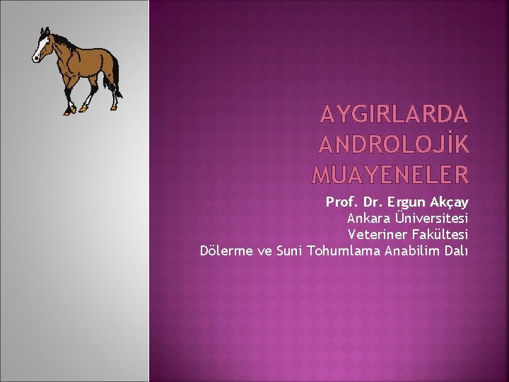 AYGIRLARDA ANDROLOJİK MUAYENELER Prof. Dr. Ergun Akçay Ankara Üniversitesi Veteriner Fakültesi Dölerme ve Suni