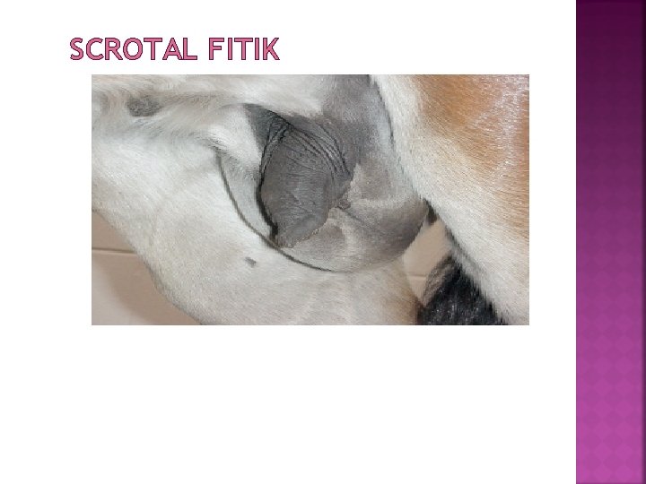 SCROTAL FITIK 