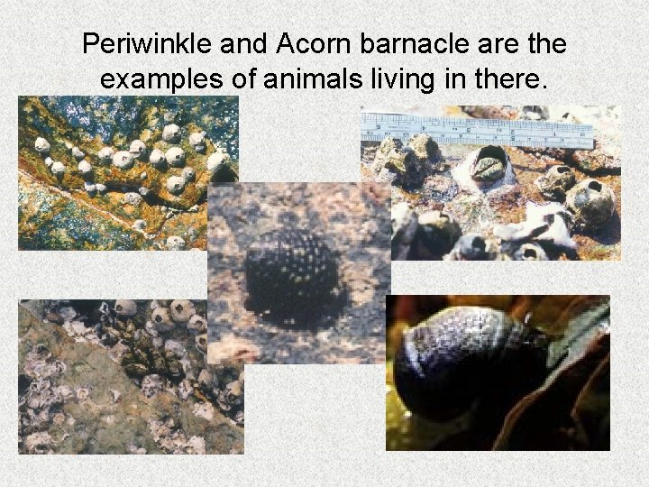 Periwinkle and Acorn barnacle are the examples of animals living in there. 