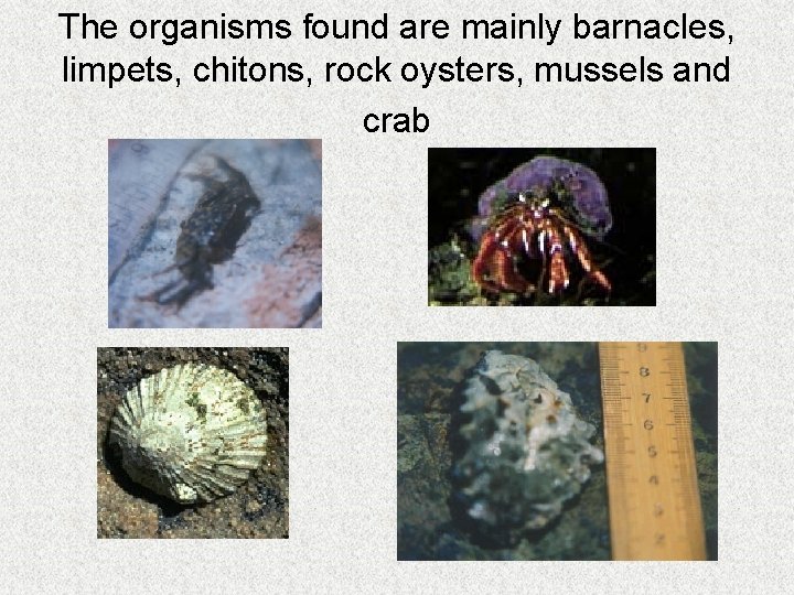 The organisms found are mainly barnacles, limpets, chitons, rock oysters, mussels and crab 