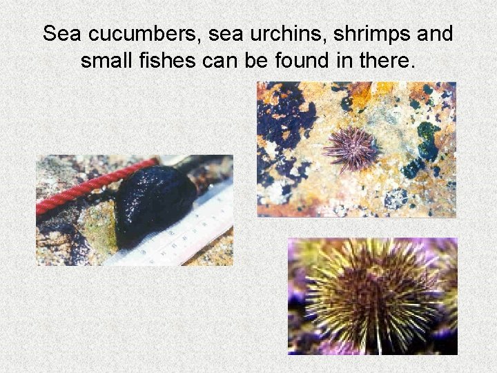 Sea cucumbers, sea urchins, shrimps and small fishes can be found in there. 