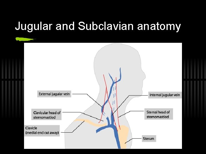 Jugular and Subclavian anatomy 