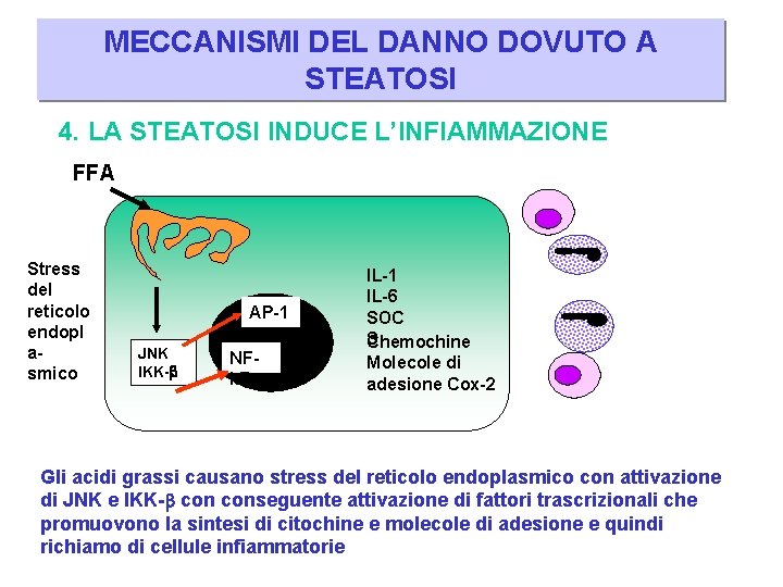MECCANISMI DEL DANNO DOVUTO A STEATOSI 4. LA STEATOSI INDUCE L’INFIAMMAZIONE FFA Stress del