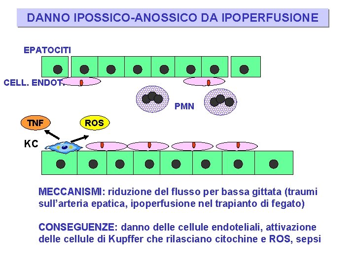 DANNO IPOSSICO-ANOSSICO DA IPOPERFUSIONE EPATOCITI CELL. ENDOT. PMN TNF ROS KC MECCANISMI: MECCANISMI riduzione