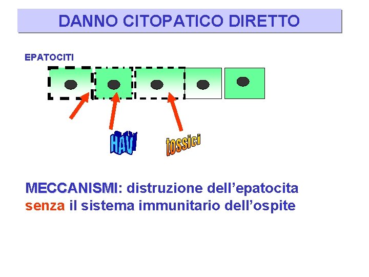 DANNO CITOPATICO DIRETTO EPATOCITI MECCANISMI: MECCANISMI distruzione dell’epatocita senza il sistema immunitario dell’ospite 