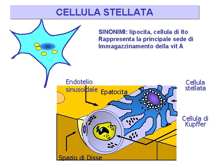 CELLULA STELLATA SINONIMI: lipocita, cellula di Ito Rappresenta la principale sede di Immagazzinamento della