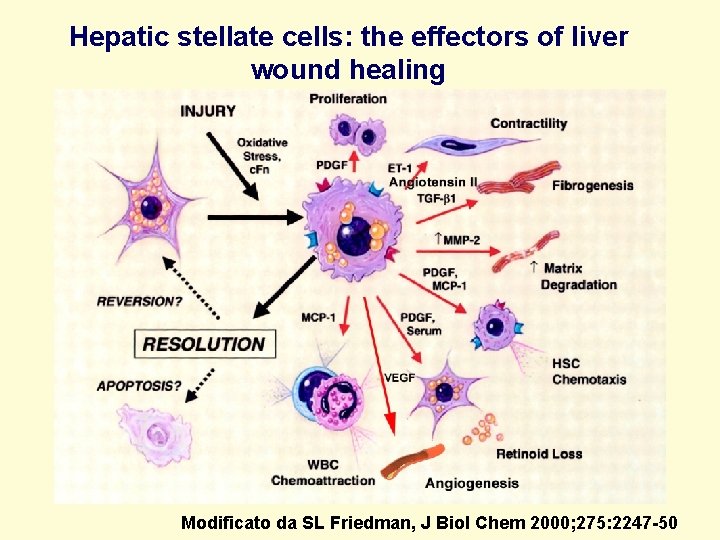 Hepatic stellate cells: the effectors of liver wound healing Modificato da SL Friedman, J
