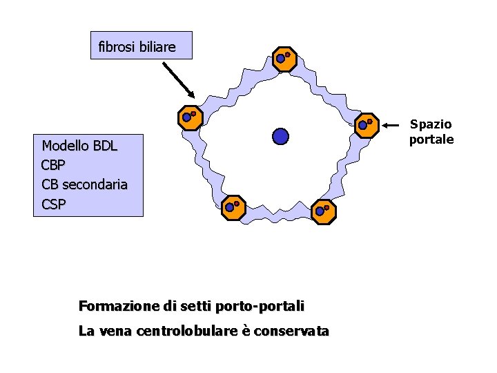 fibrosi biliare Modello BDL CBP CB secondaria CSP Formazione di setti porto-portali La vena