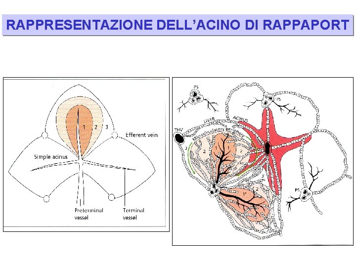 RAPPRESENTAZIONE DELL’ACINO DI RAPPAPORT 