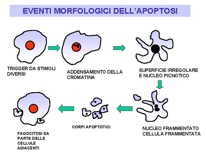 EVENTI MORFOLOGICI DELL’APOPTOSI TRIGGER DA STIMOLI DIVERSI ADDENSAMENTO DELLA CROMATINA CORPI APOPTOTICI FAGOCITOSI DA