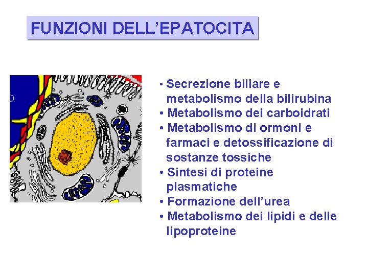 FUNZIONI DELL’EPATOCITA • Secrezione biliare e metabolismo della bilirubina • Metabolismo dei carboidrati •