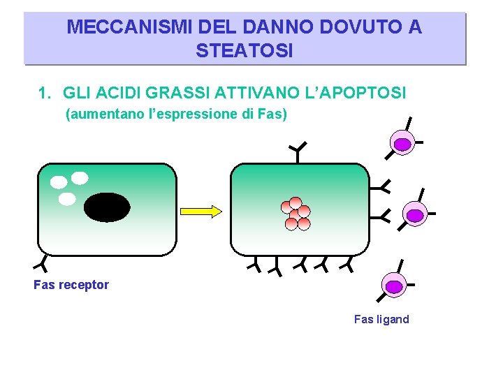 MECCANISMI DEL DANNO DOVUTO A STEATOSI 1. GLI ACIDI GRASSI ATTIVANO L’APOPTOSI (aumentano l’espressione
