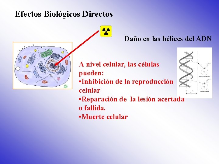 Efectos Biológicos Directos Daño en las hélices del ADN A nivel celular, las células