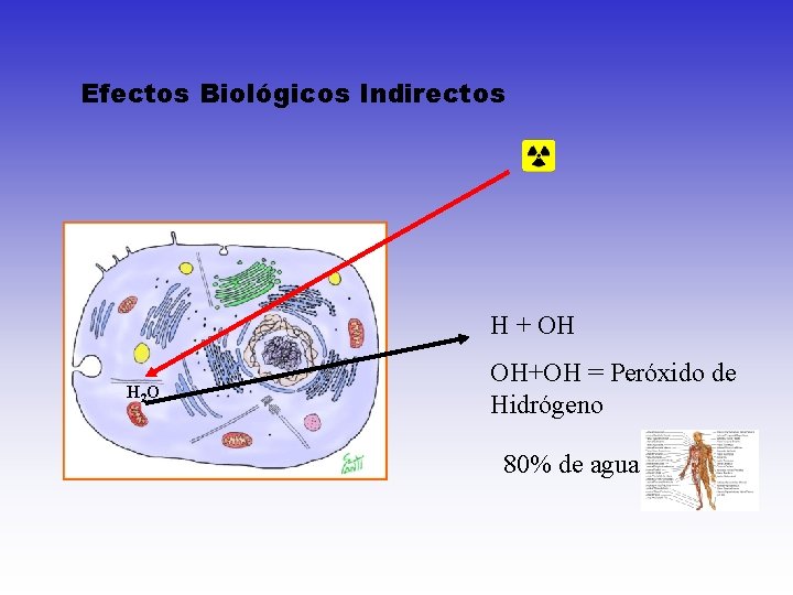 Efectos Biológicos Indirectos H + OH H 2 O OH+OH = Peróxido de Hidrógeno