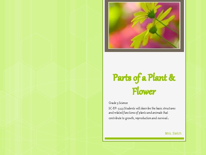 Parts of a Plant & Flower Grade 3 Science SC-EP- 3. 4. 3 Students