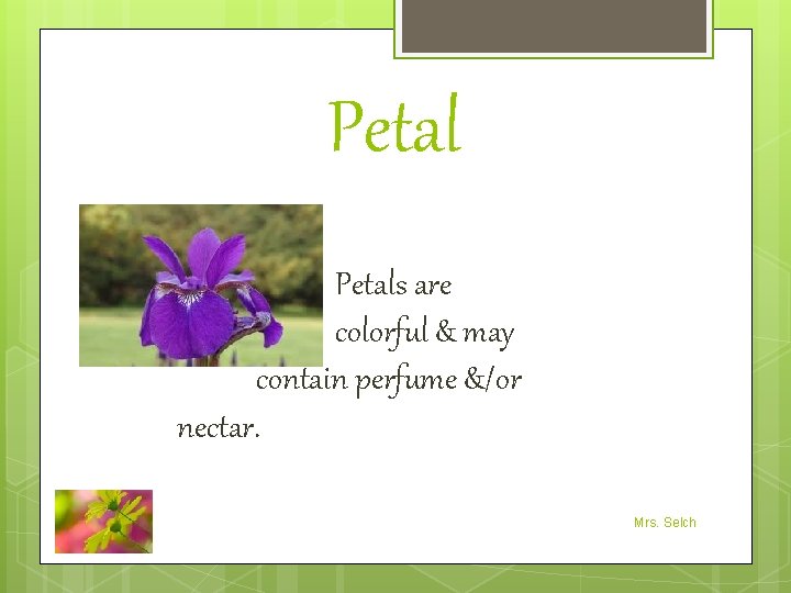 Petals are colorful & may contain perfume &/or nectar. Mrs. Selch 