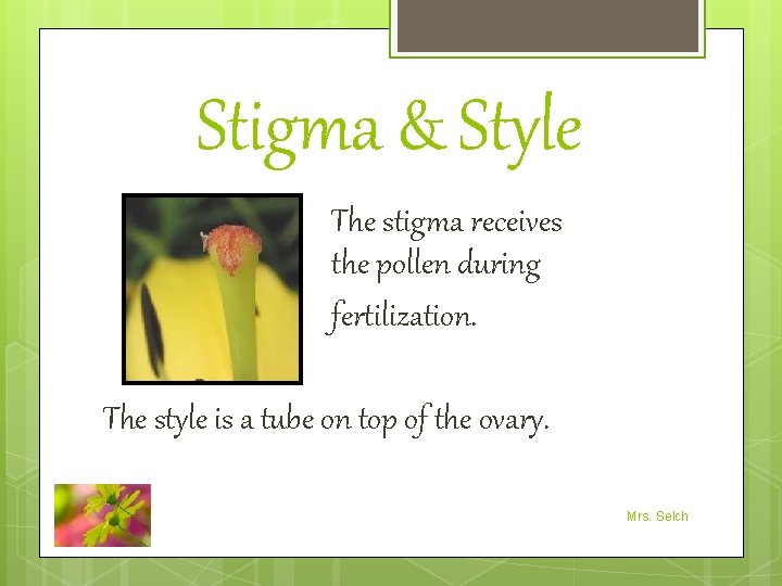 Stigma & Style The stigma receives the pollen during fertilization. The style is a
