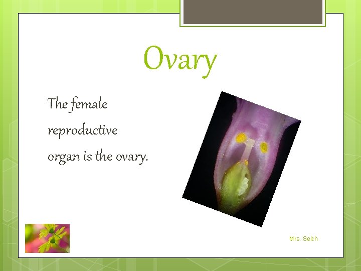 Ovary The female reproductive organ is the ovary. Mrs. Selch 